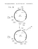 PRODUCTION OF POLYUNSATURATED FATTY ACIDS IN OLEAGINOUS YEASTS diagram and image