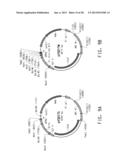 PRODUCTION OF POLYUNSATURATED FATTY ACIDS IN OLEAGINOUS YEASTS diagram and image