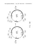 PRODUCTION OF POLYUNSATURATED FATTY ACIDS IN OLEAGINOUS YEASTS diagram and image