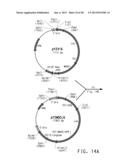 PRODUCTION OF POLYUNSATURATED FATTY ACIDS IN OLEAGINOUS YEASTS diagram and image