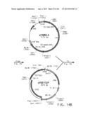 PRODUCTION OF POLYUNSATURATED FATTY ACIDS IN OLEAGINOUS YEASTS diagram and image