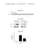 CHIMERIC POLYPEPTIDES AND USES THEREOF diagram and image