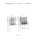 Virally-Inactivated Growth Factors-Containing Platelet Lysate Depleted of     PDGF and VEGF and Preparation Method Thereof diagram and image