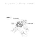 GROWTH HORMONE CONJUGATES diagram and image