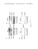 NUCLEAR SULFATED OXYSTEROL, POTENT REGULATOR OF LIPID HOMEOSTASIS, FOR     THERAPY OF HYPERCHOLESTEROLEMIA, HYPERTRIGLYCERIDES, FATTY LIVER     DISEASES, AND ATHEROSCLEROSIS diagram and image