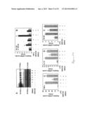 NUCLEAR SULFATED OXYSTEROL, POTENT REGULATOR OF LIPID HOMEOSTASIS, FOR     THERAPY OF HYPERCHOLESTEROLEMIA, HYPERTRIGLYCERIDES, FATTY LIVER     DISEASES, AND ATHEROSCLEROSIS diagram and image