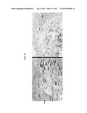 Crystalline Pharmaceutical and Methods of Preparation and Use Thereof diagram and image