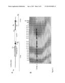 METHODS AND COMPOSITIONS FOR ALTERATION OF A CYSTIC FIBROSIS TRANSMEMBRANE     CONDUCTANCE REGULATOR (CFTR) GENE diagram and image