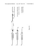 METHODS AND COMPOSITIONS FOR ALTERATION OF A CYSTIC FIBROSIS TRANSMEMBRANE     CONDUCTANCE REGULATOR (CFTR) GENE diagram and image