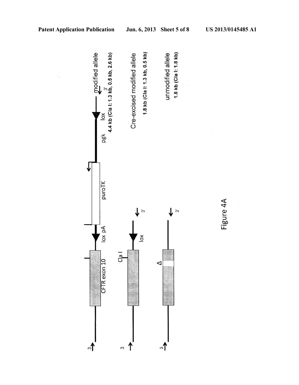 METHODS AND COMPOSITIONS FOR ALTERATION OF A CYSTIC FIBROSIS TRANSMEMBRANE     CONDUCTANCE REGULATOR (CFTR) GENE - diagram, schematic, and image 06