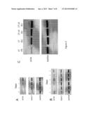 METHODS AND COMPOSITIONS FOR ALTERATION OF A CYSTIC FIBROSIS TRANSMEMBRANE     CONDUCTANCE REGULATOR (CFTR) GENE diagram and image