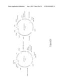 MEGANUCLEASE VARIANTS CLEAVING A DNA TARGET SEQUENCE FROM THE DYSTROPHIN     GENE AND USES THEREOF diagram and image