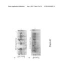 MEGANUCLEASE VARIANTS CLEAVING A DNA TARGET SEQUENCE FROM THE DYSTROPHIN     GENE AND USES THEREOF diagram and image