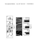 MtNIP REGULATED PLANTS WITH SIGNIFICANTLY INCREASED SIZE AND BIOMASS diagram and image