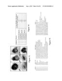 MtNIP REGULATED PLANTS WITH SIGNIFICANTLY INCREASED SIZE AND BIOMASS diagram and image