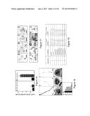 MtNIP REGULATED PLANTS WITH SIGNIFICANTLY INCREASED SIZE AND BIOMASS diagram and image