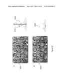 MtNIP REGULATED PLANTS WITH SIGNIFICANTLY INCREASED SIZE AND BIOMASS diagram and image