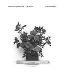 Miniature rose plant named  WEKwisogoma  diagram and image