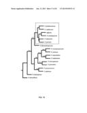 PHARMACEUTICAL PRODUCTS FROM FUNGAL STRAINS diagram and image