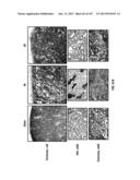 ISOLATED RENAL CELLS AND USES THEREOF diagram and image