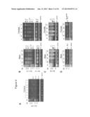 BARD1 Isoforms in Lung and Colorectal Cancer and Use Thereof diagram and image