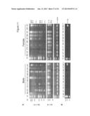 BARD1 Isoforms in Lung and Colorectal Cancer and Use Thereof diagram and image