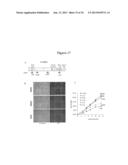 BARD1 Isoforms in Lung and Colorectal Cancer and Use Thereof diagram and image