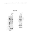 BARD1 Isoforms in Lung and Colorectal Cancer and Use Thereof diagram and image