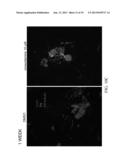 METHODS AND COMPOSITIONS RELATED TO DOPAMINERGIC NEURONAL CELLS diagram and image