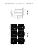 Methods for Inhibiting Amyloid Precursor Protein and Beta-Amyloid     Production and Accumulation diagram and image