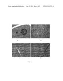 ESTABLISHMENT OF RHESUS MONKEY MODEL OF AUTOIMMUNITY TYPE 1 DIABETES diagram and image