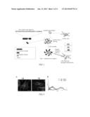 Method and Applications of Peptide-Mediated Mitochondrial Delivery System diagram and image