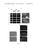 Method and Applications of Peptide-Mediated Mitochondrial Delivery System diagram and image