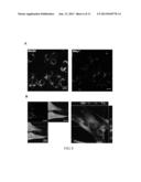 Method and Applications of Peptide-Mediated Mitochondrial Delivery System diagram and image