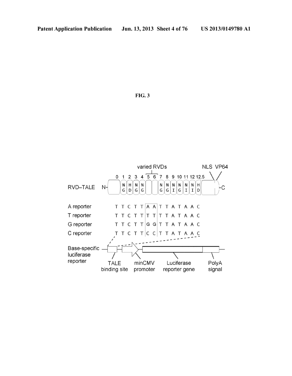 Nucleotide-Specific Recognition Sequences For Designer TAL Effectors - diagram, schematic, and image 05