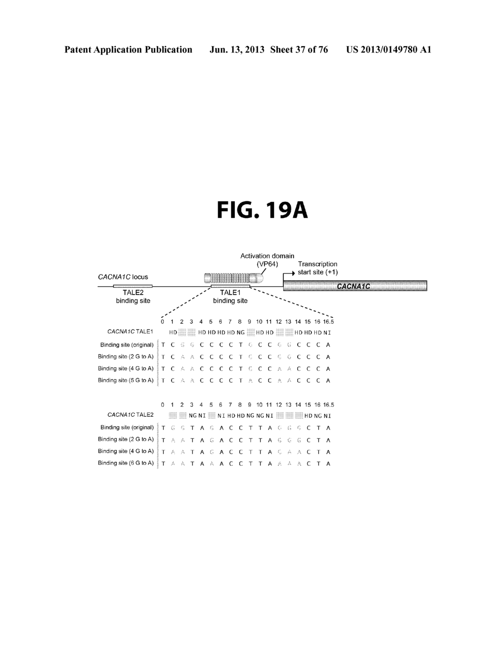 Nucleotide-Specific Recognition Sequences For Designer TAL Effectors - diagram, schematic, and image 38