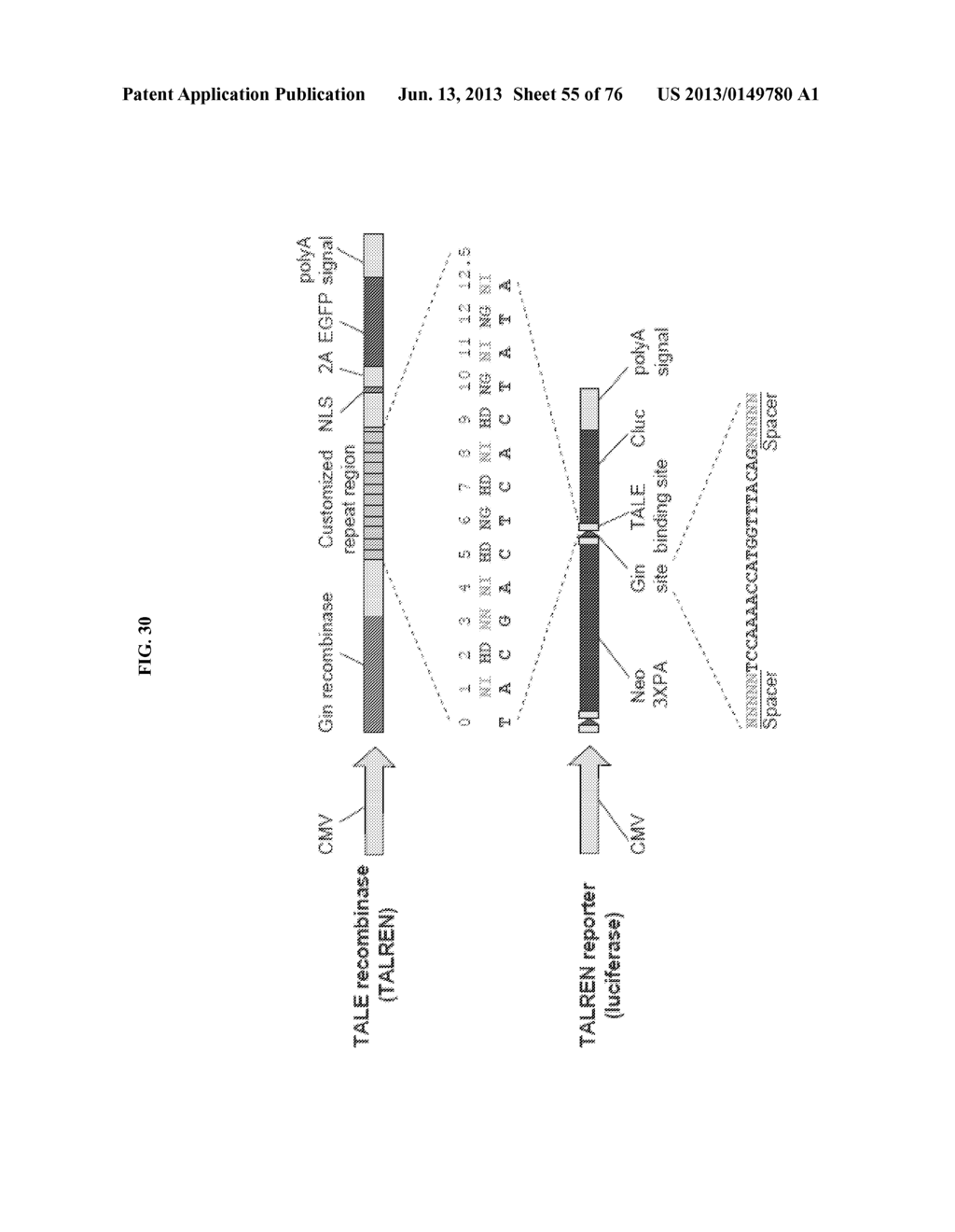 Nucleotide-Specific Recognition Sequences For Designer TAL Effectors - diagram, schematic, and image 56