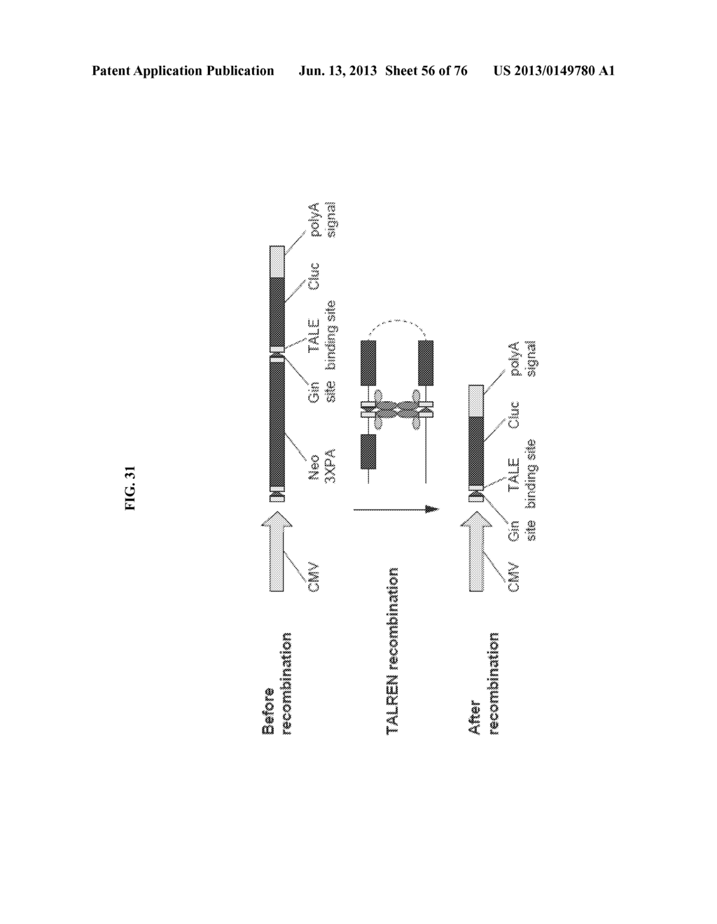 Nucleotide-Specific Recognition Sequences For Designer TAL Effectors - diagram, schematic, and image 57