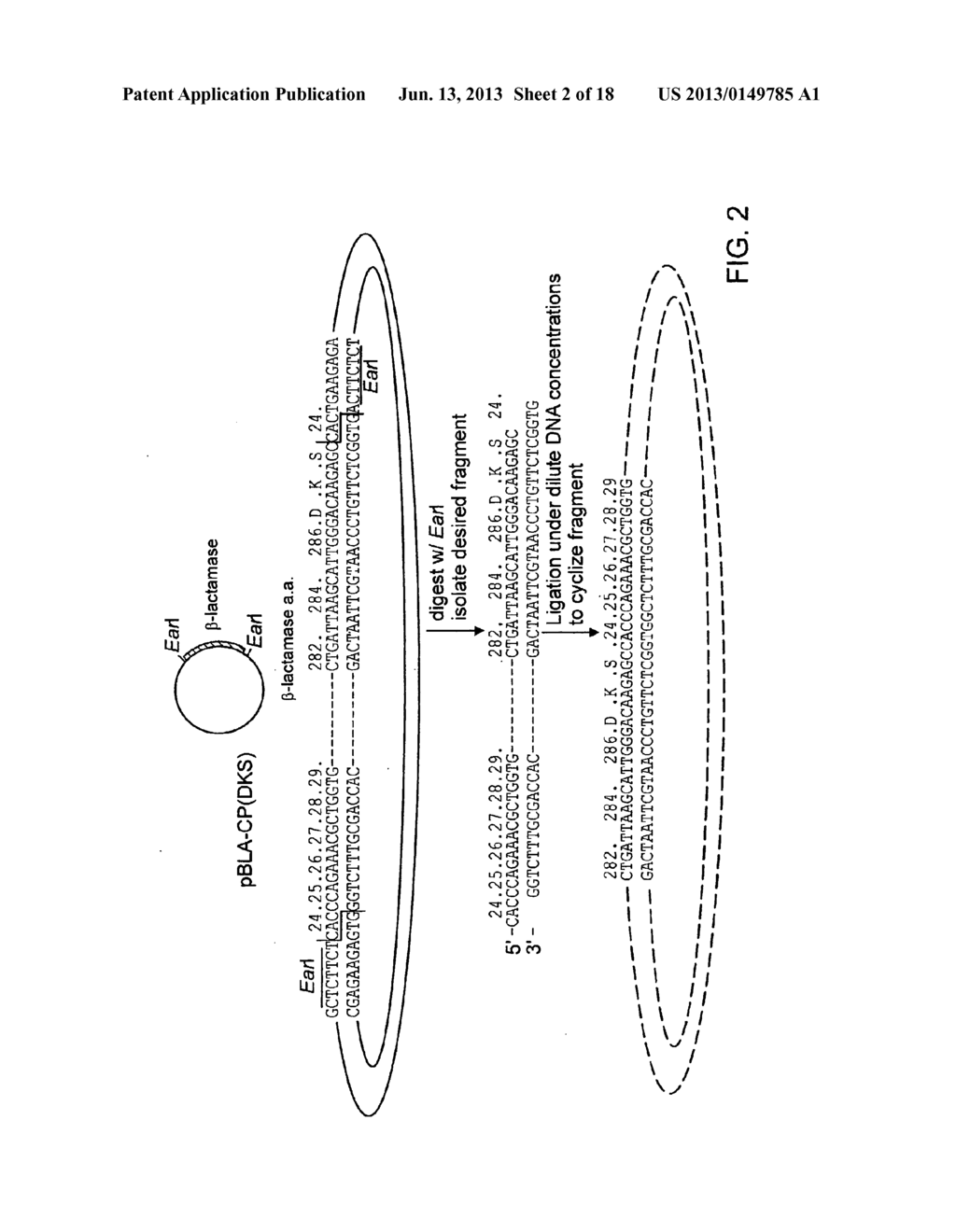 METHODS FOR MAKING AND USING MOLECULAR SWITCHES INVOLVING CIRCULAR     PERMUTATION - diagram, schematic, and image 03