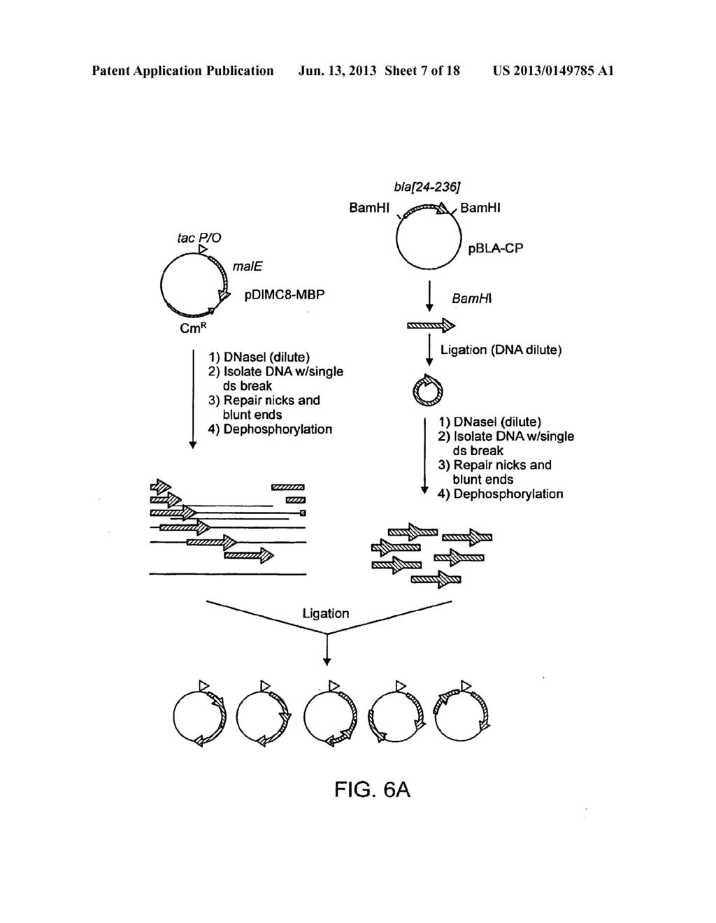 METHODS FOR MAKING AND USING MOLECULAR SWITCHES INVOLVING CIRCULAR     PERMUTATION - diagram, schematic, and image 08