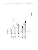 DETECTION AND MEASUREMENT OF TISSUE-INFILTRATING LYMPHOCYTES diagram and image