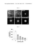 METHOD FOR TREATMENT OF BRAIN CANCERS diagram and image