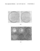 PROCESS FOR PRODUCING PROTEIN MICROPARTICLES diagram and image