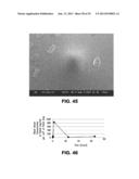 METHOD FOR INCREASING THE PERMEABILITY OF AN EPITHELIAL BARRIER diagram and image