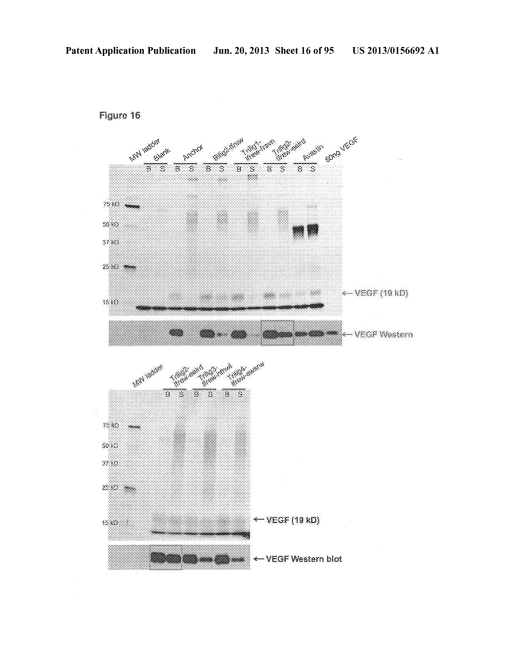 VEGF-SPECIFIC CAPTURE AGENTS, COMPOSITIONS, AND METHODS OF USING AND     MAKING - diagram, schematic, and image 17