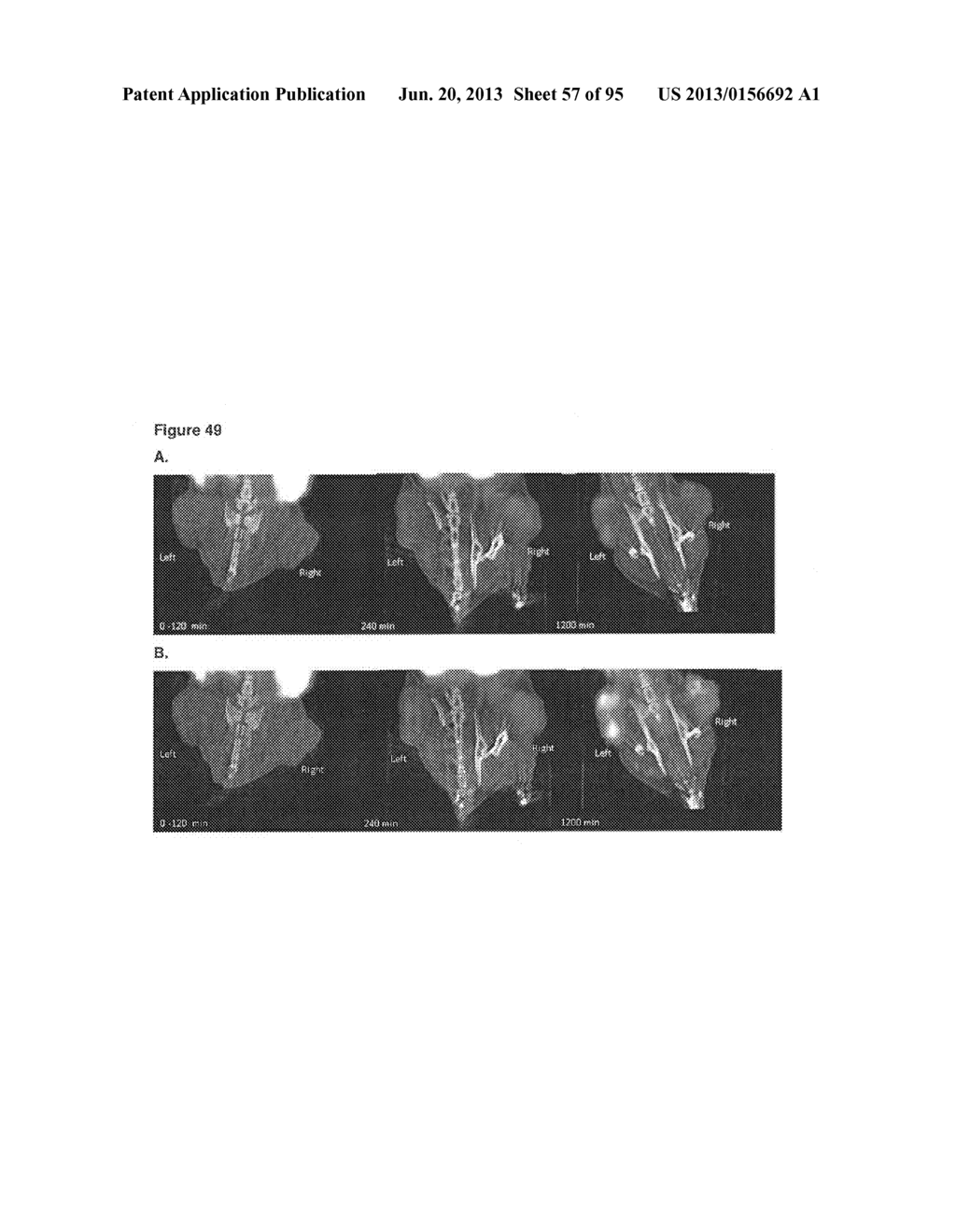 VEGF-SPECIFIC CAPTURE AGENTS, COMPOSITIONS, AND METHODS OF USING AND     MAKING - diagram, schematic, and image 58