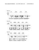 Compositions Using Antibodies Directed To GPNMB And Uses Thereof diagram and image