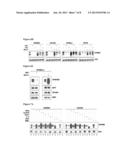 Compositions Using Antibodies Directed To GPNMB And Uses Thereof diagram and image