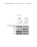 PHARMACEUTICAL COMPOSITION FOR PROMOTING ANGIOGENESIS, AND METHOD FOR     SCREENING FOR ACTIVE SUBSTANCES FOR PROMOTING ANGIOGENESIS diagram and image