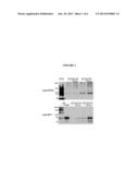 METHODS OF PREPARING CHORION TISSUE AND PRODUCTS DERIVED THEREFROM diagram and image